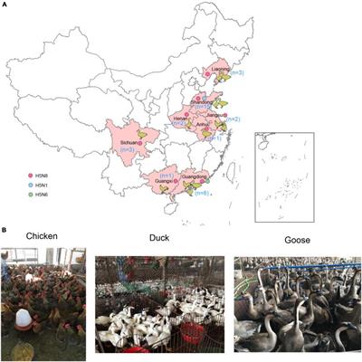 Divergent Reassortment and Transmission Dynamics of Highly Pathogenic Avian Influenza A(H5N8) Virus in Birds of China During 2021